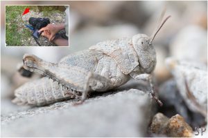 Touchscreen Canon EOS 650D